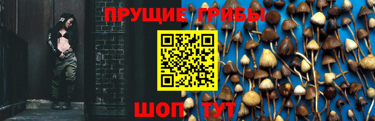 Псилоцибиновые грибы GOLDEN TEACHER  как найти наркотики  Вход с VPN  Новозыбков  Галлюциногенные грибы Cubensis 